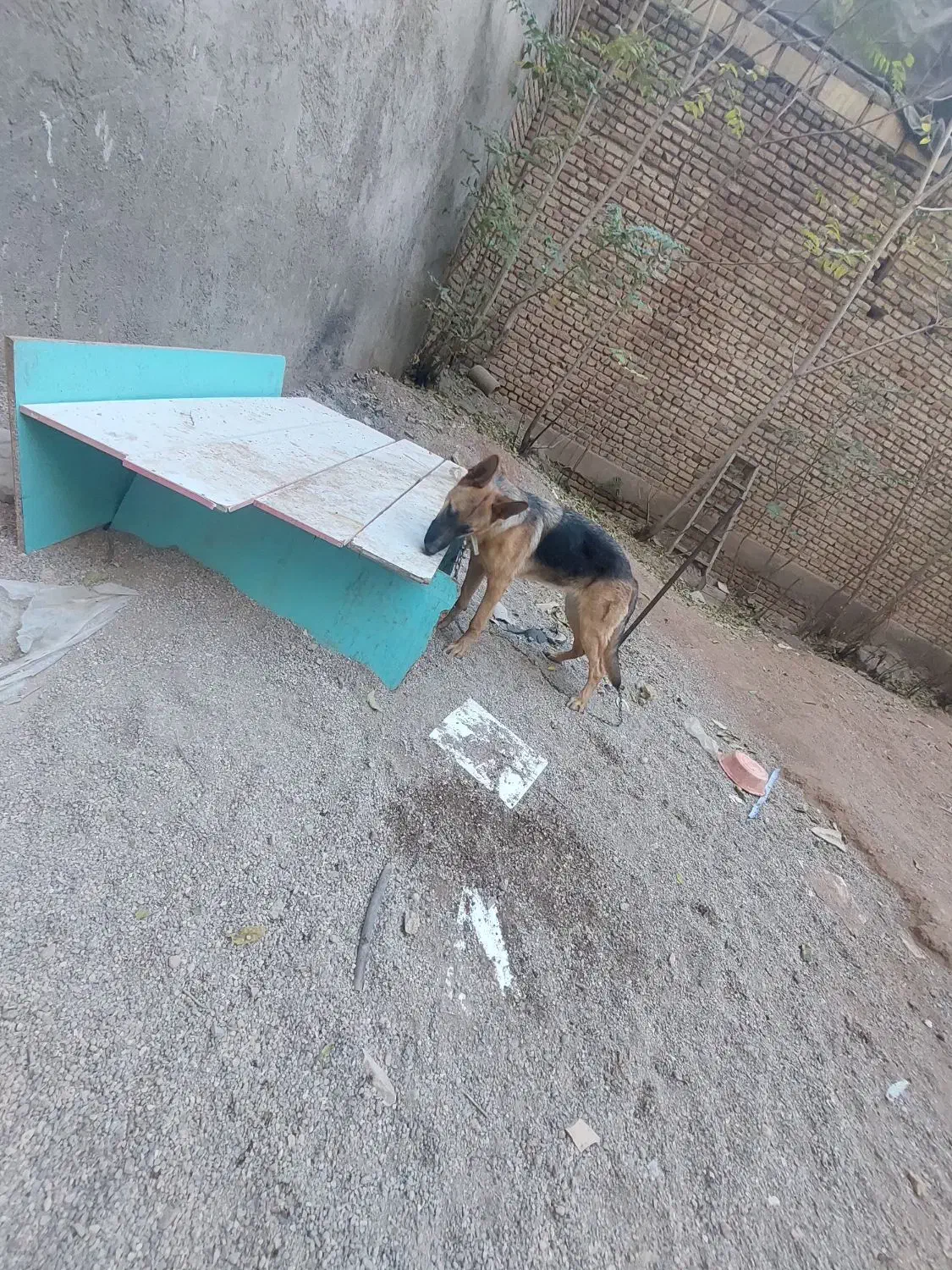 ژرمن یکساله ماده|سگ|تاکستان, |دیوار