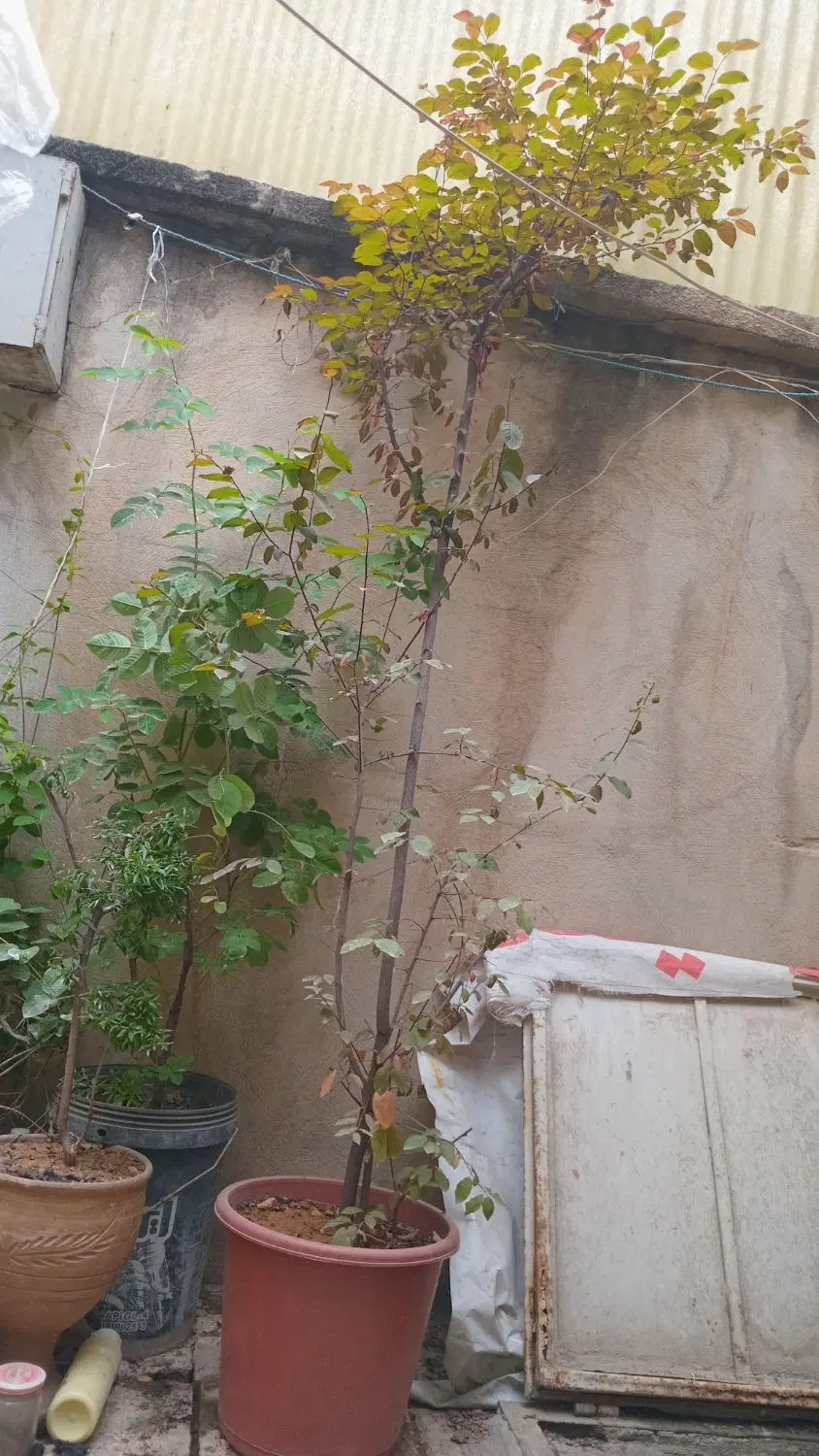 درخت|گل و گیاه طبیعی|کرمانشاه, |دیوار