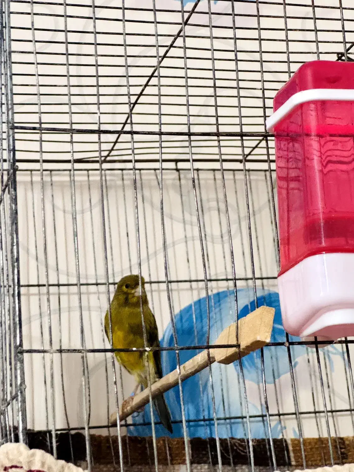 نر قناری|پرنده|داراب, |دیوار