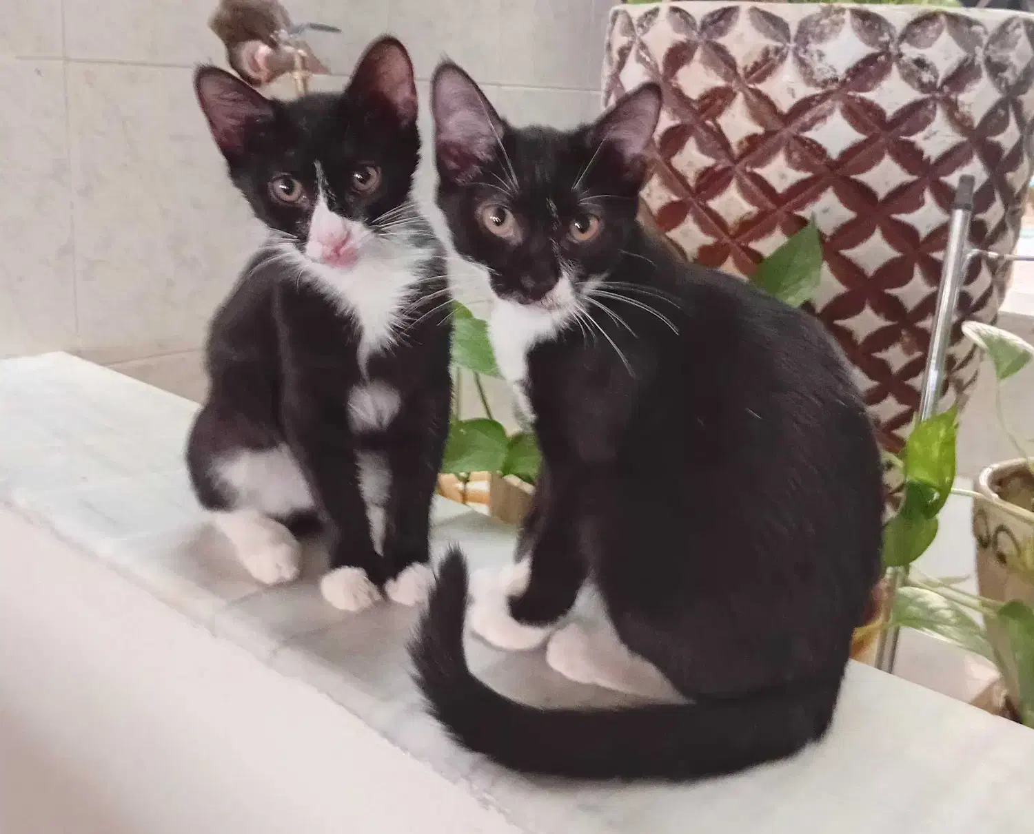 واگذاری 3 تا بچه گربه 4 ماهه|گربه|سبزوار, پاسداران|دیوار