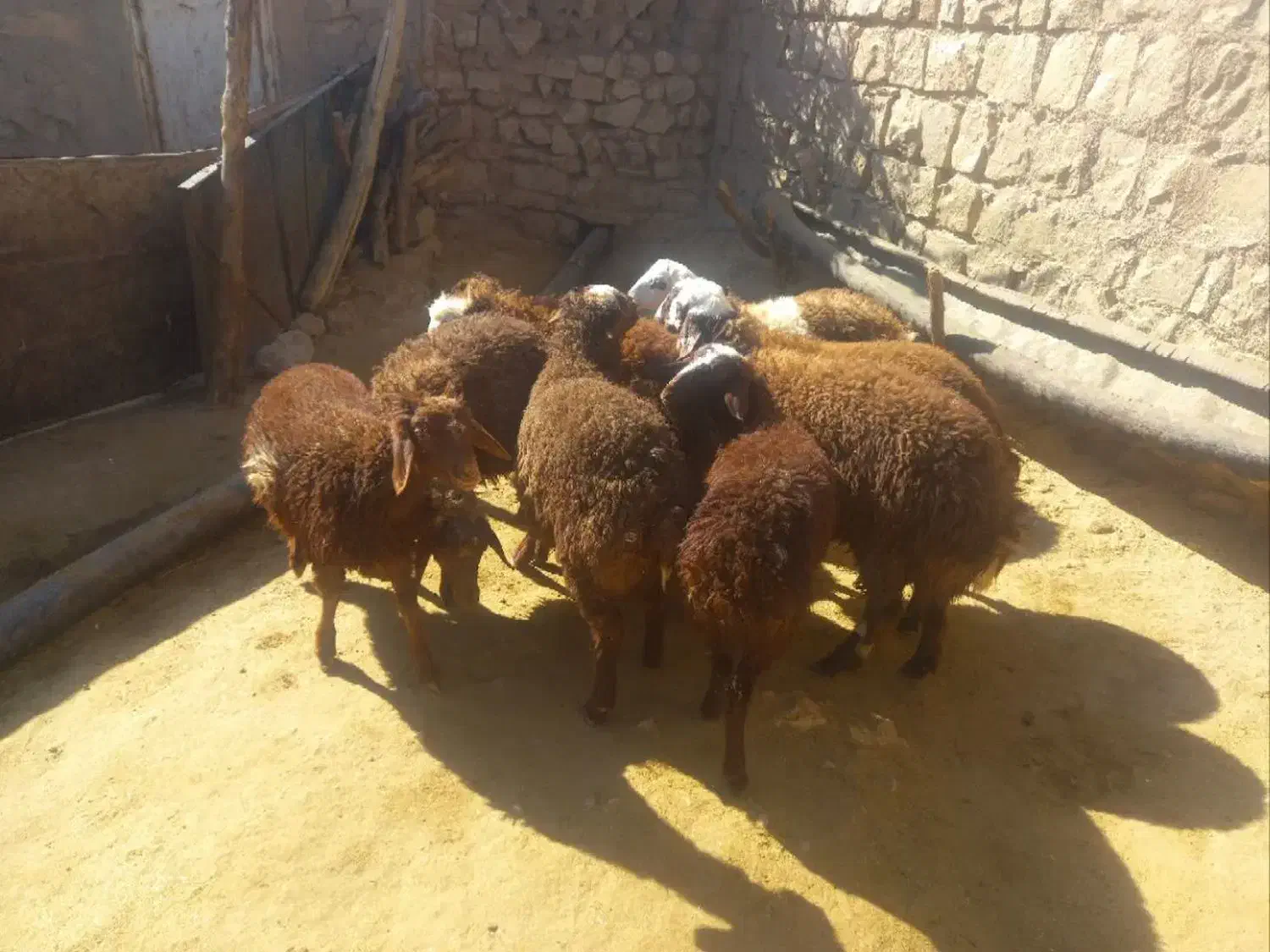 فروش ۱۰ عدد بره نر|حیوانات مزرعه|کوهدشت, |دیوار