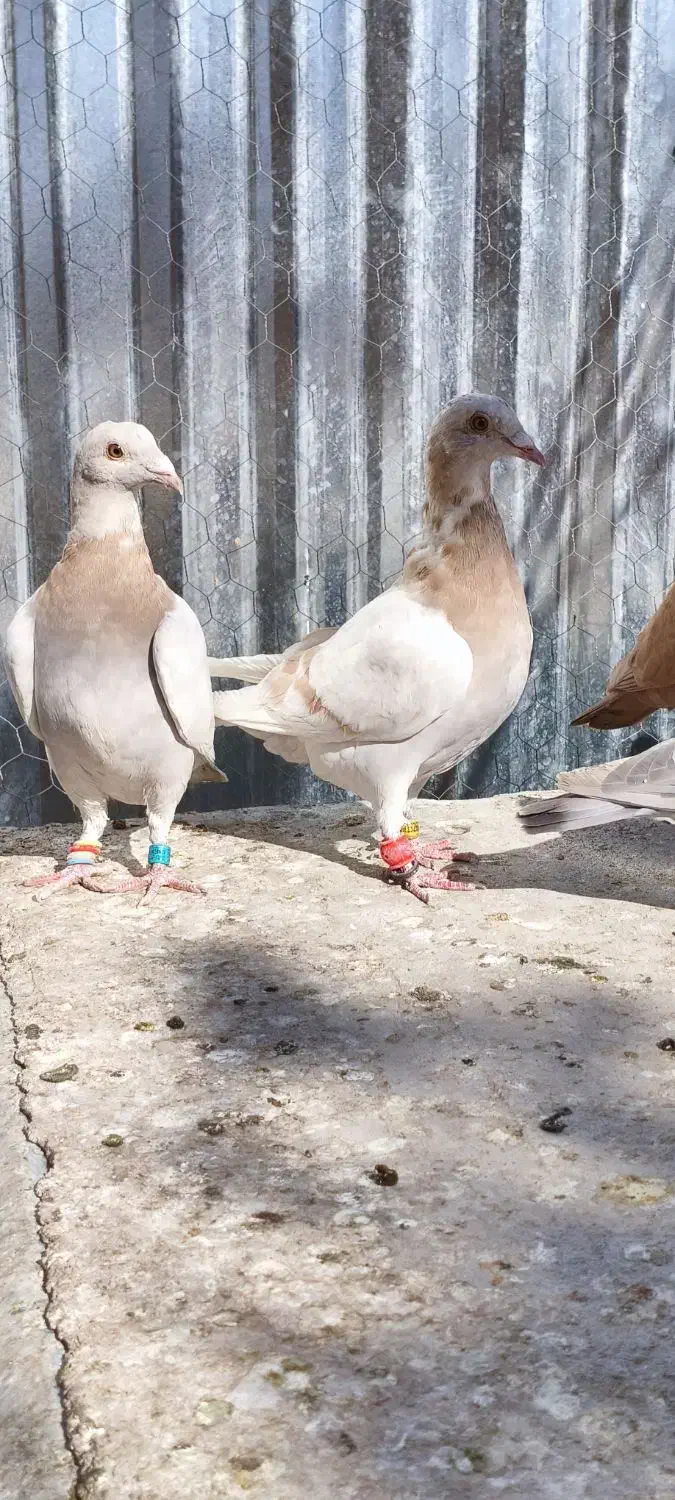 تعدادی کبوتر|پرنده|کرمان, |دیوار