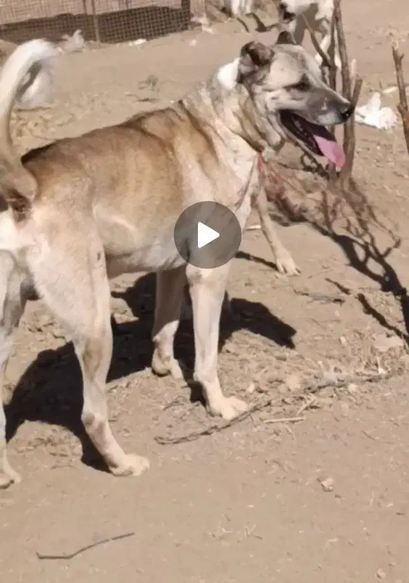 سگ.|سگ|سنقر, |دیوار