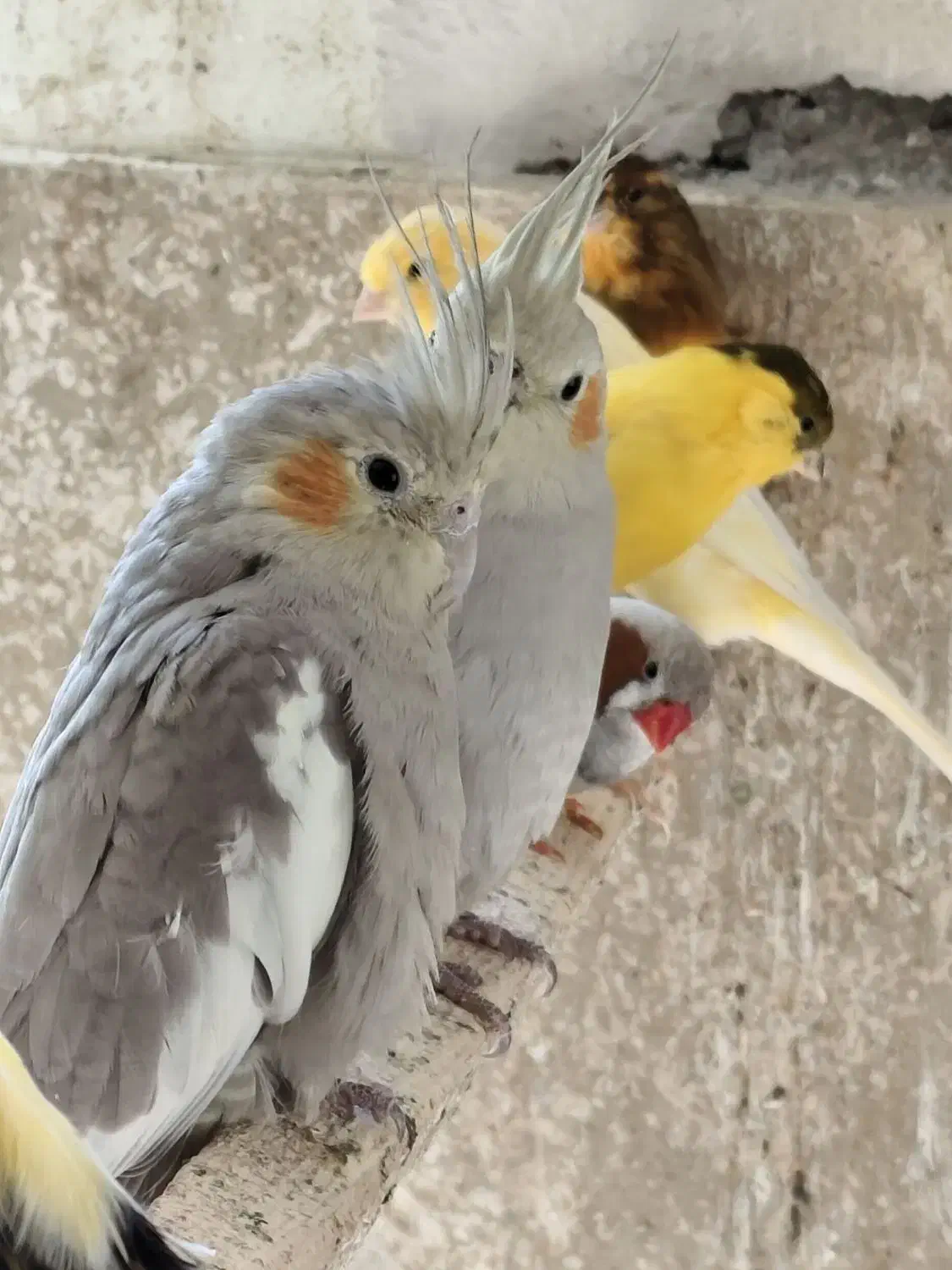 عروس هلندی مولد|پرنده|بابا حیدر, |دیوار