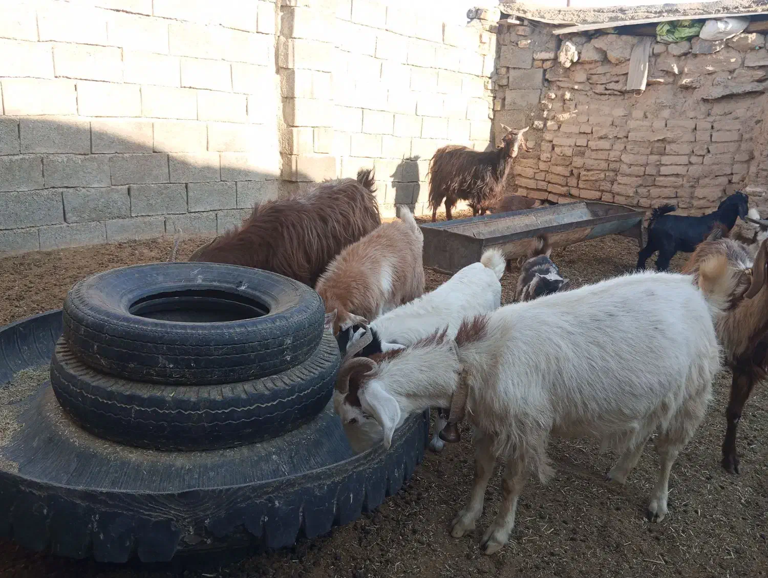 6راس بز زائیده جوان وپرشیر فروشی|حیوانات مزرعه|نیمبلوک, |دیوار