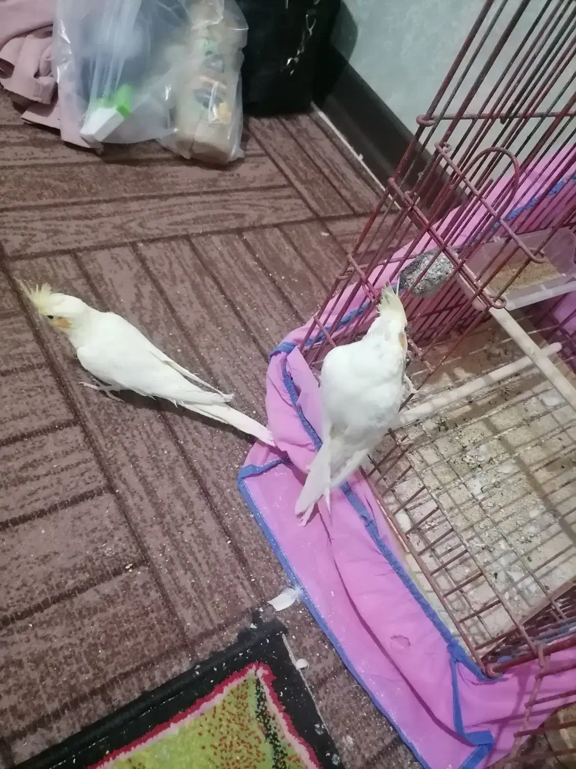 فروش دوعددطوطی 6ماهه|پرنده|بندر ماهشهر, |دیوار