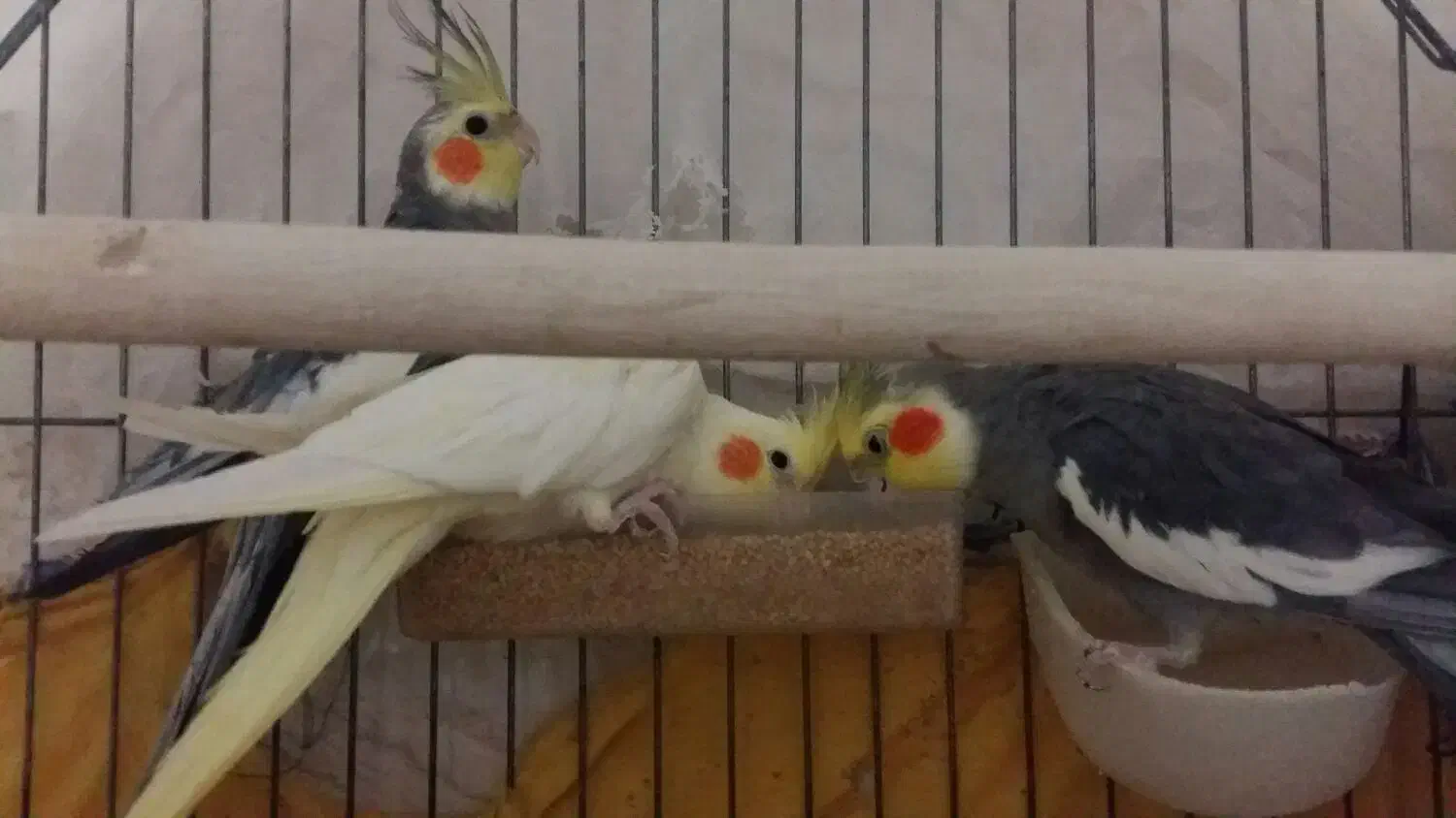 عروس هلندی|پرنده|اردکان, |دیوار