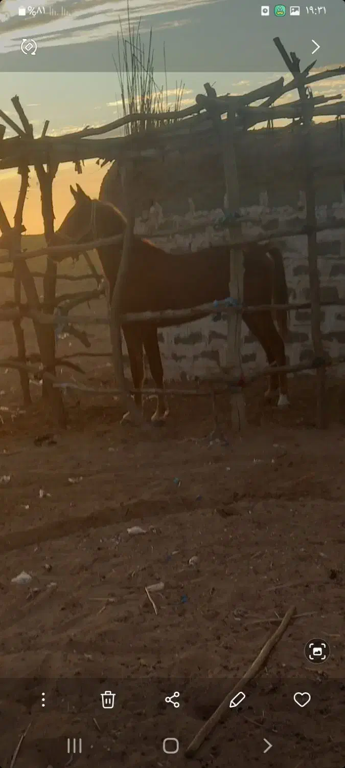 شوش|اسب و تجهیزات اسب‌سواری|شوش, |دیوار