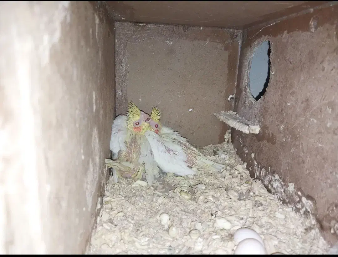 یه جفت عروس هلندی زعفرانی به شرط جوجه|پرنده|سبزوار, باهنر|دیوار