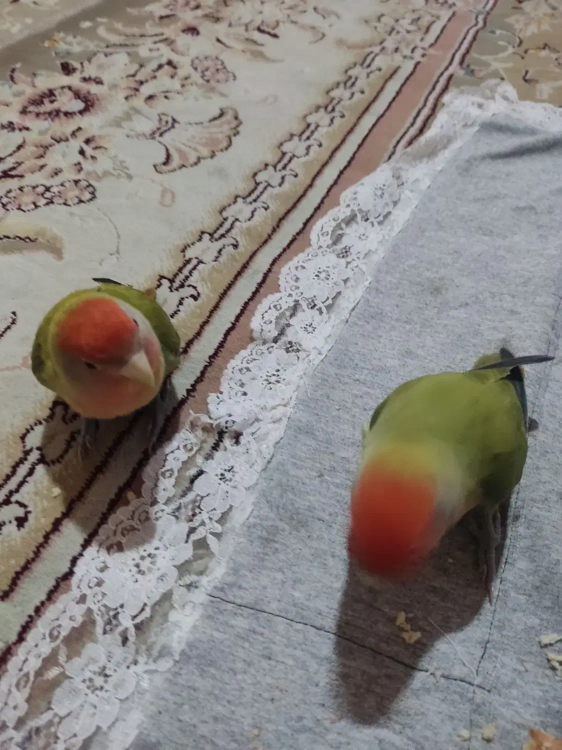 یه جفت طوطی کوتوله سخنگو|پرنده|مشهد, قائم|دیوار