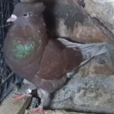 سرخ نوک سفید|پرنده|گرگان, |دیوار