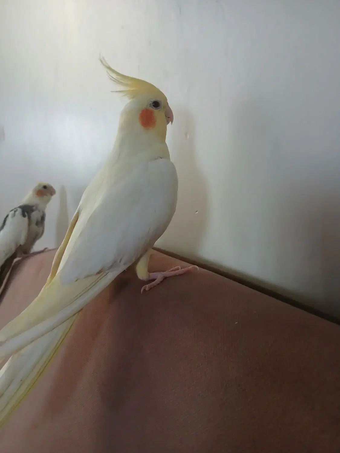 عروس هلندی|پرنده|ری, سیزده آبان|دیوار