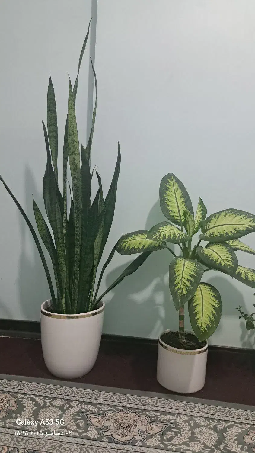 گل طبیعی|گل و گیاه طبیعی|همدان, |دیوار