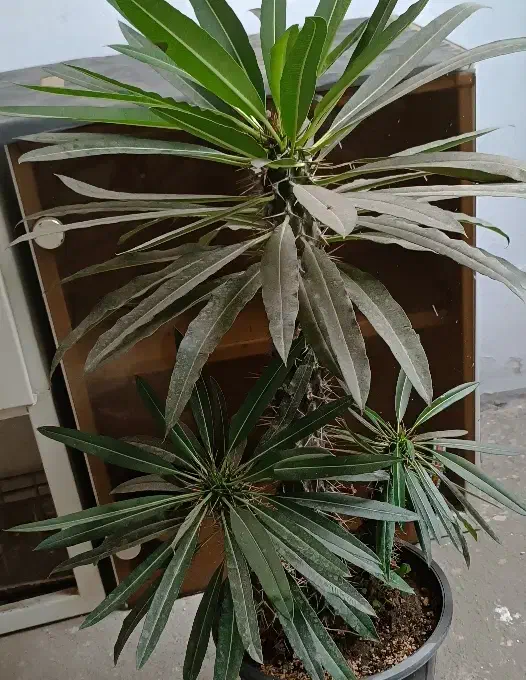 ماداگاسکار بزرگ و سه گل گندمی مخروطی|گل و گیاه طبیعی|ارومیه, |دیوار