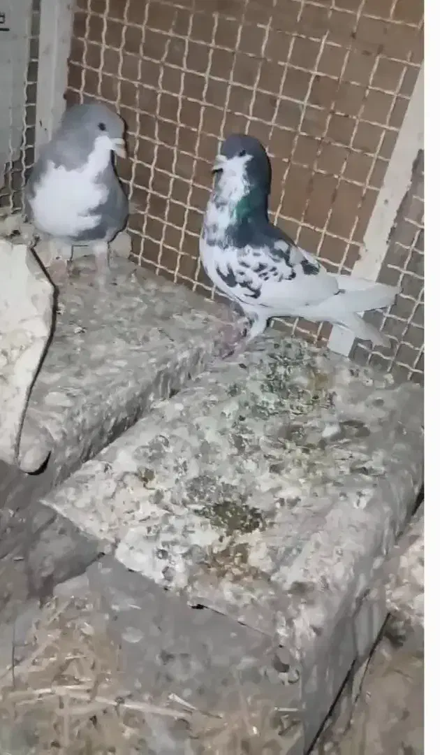 کبوتر|پرنده|طسوج, |دیوار