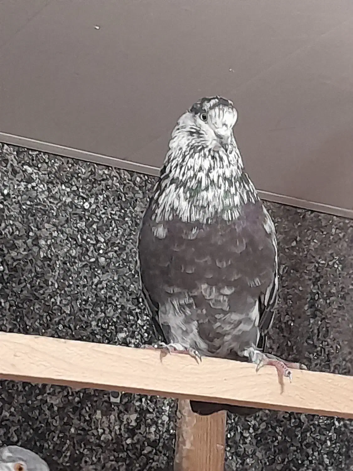 300کبوتریکجاوتک|پرنده|قائمشهر, |دیوار