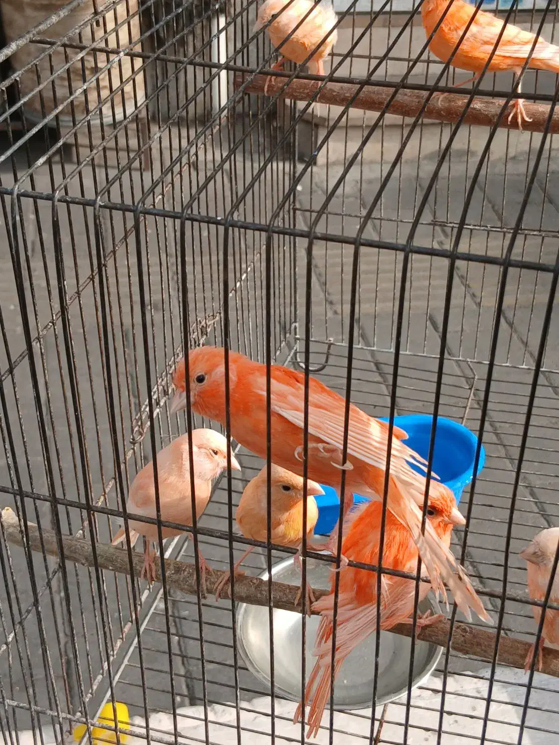 قناری سرخ و سهره نر ماده تک و جفتی|پرنده|تهران, پرستار|دیوار