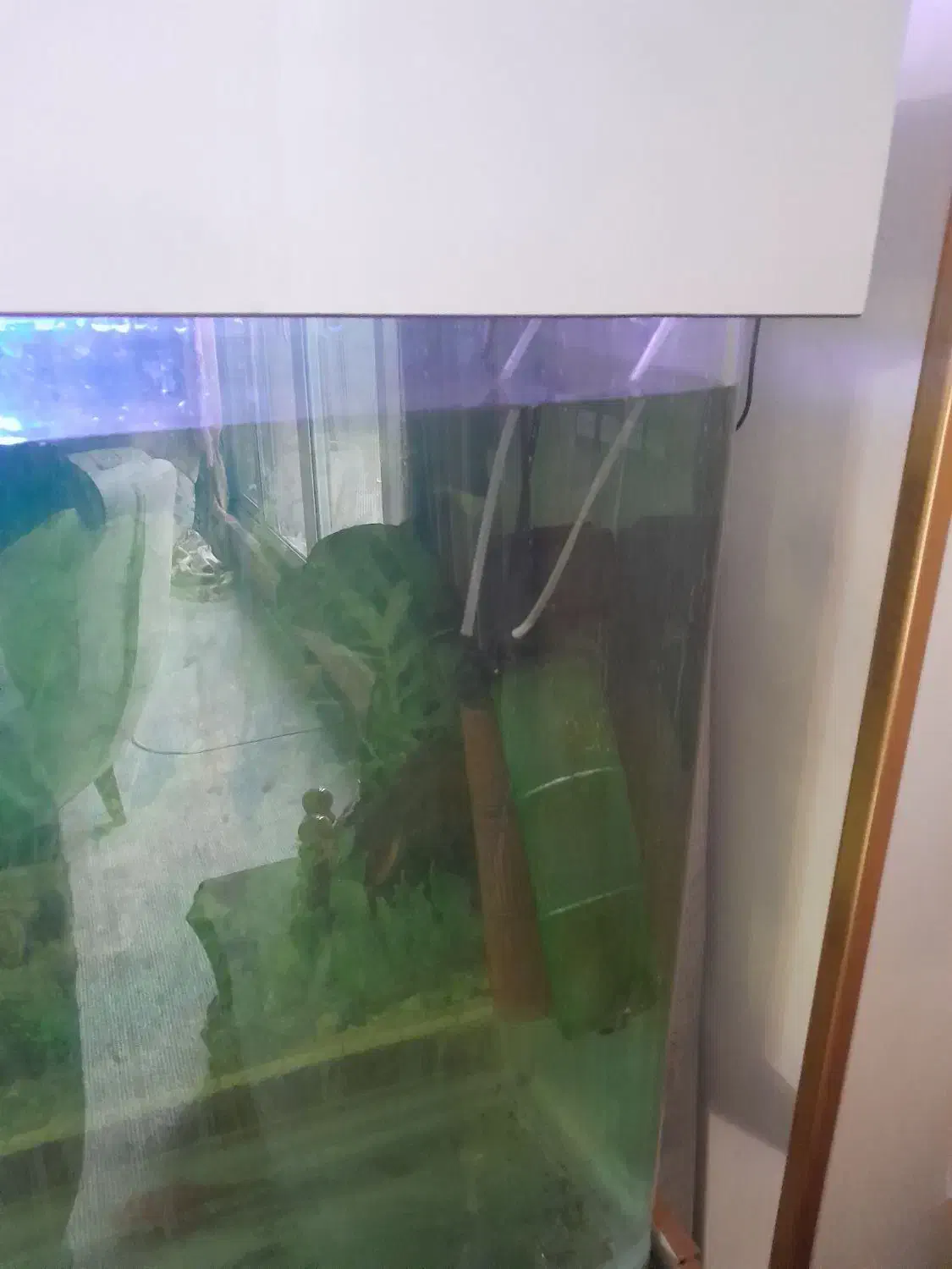 آکواریوم و ماهی|ماهی|تهران, دروس|دیوار