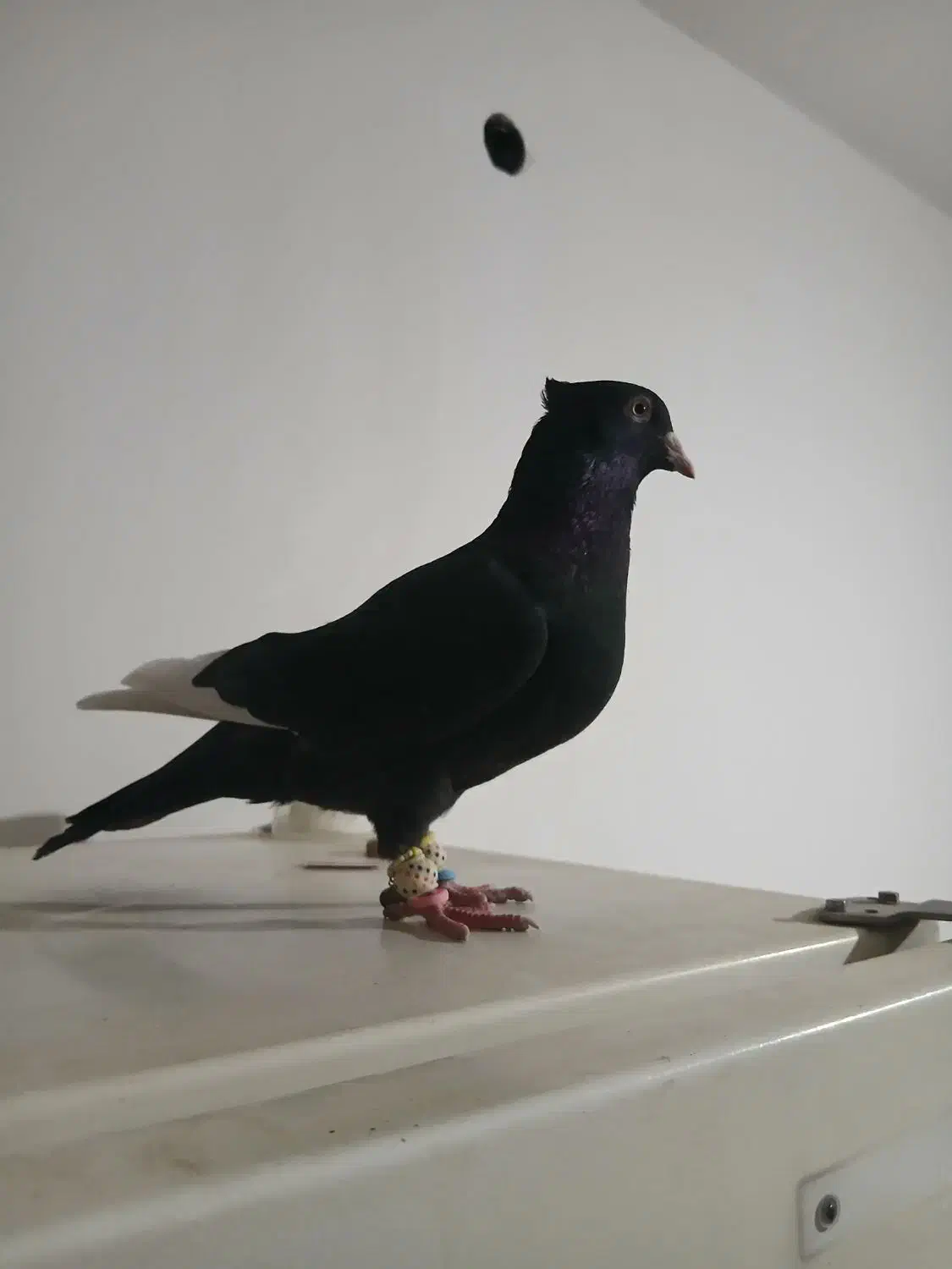 کفتر نر موقعیت ناصر آباد  قیمت ۸ملیون تخفیف هم|پرنده|شیراز, درکی|دیوار