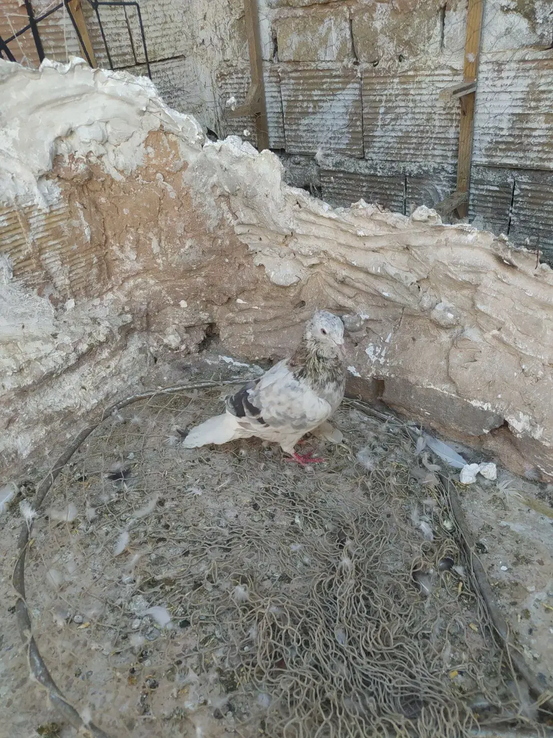 کفتر|پرنده|سبزوار, جوادیه شرقی|دیوار