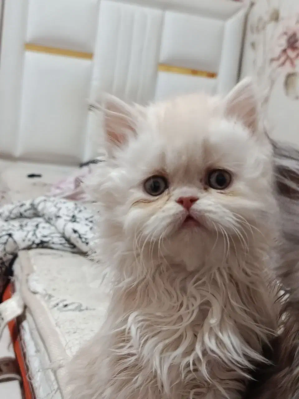 واگذاری گربه پرشین چین چیلا|گربه|اصفهان, سعادت‌آباد|دیوار