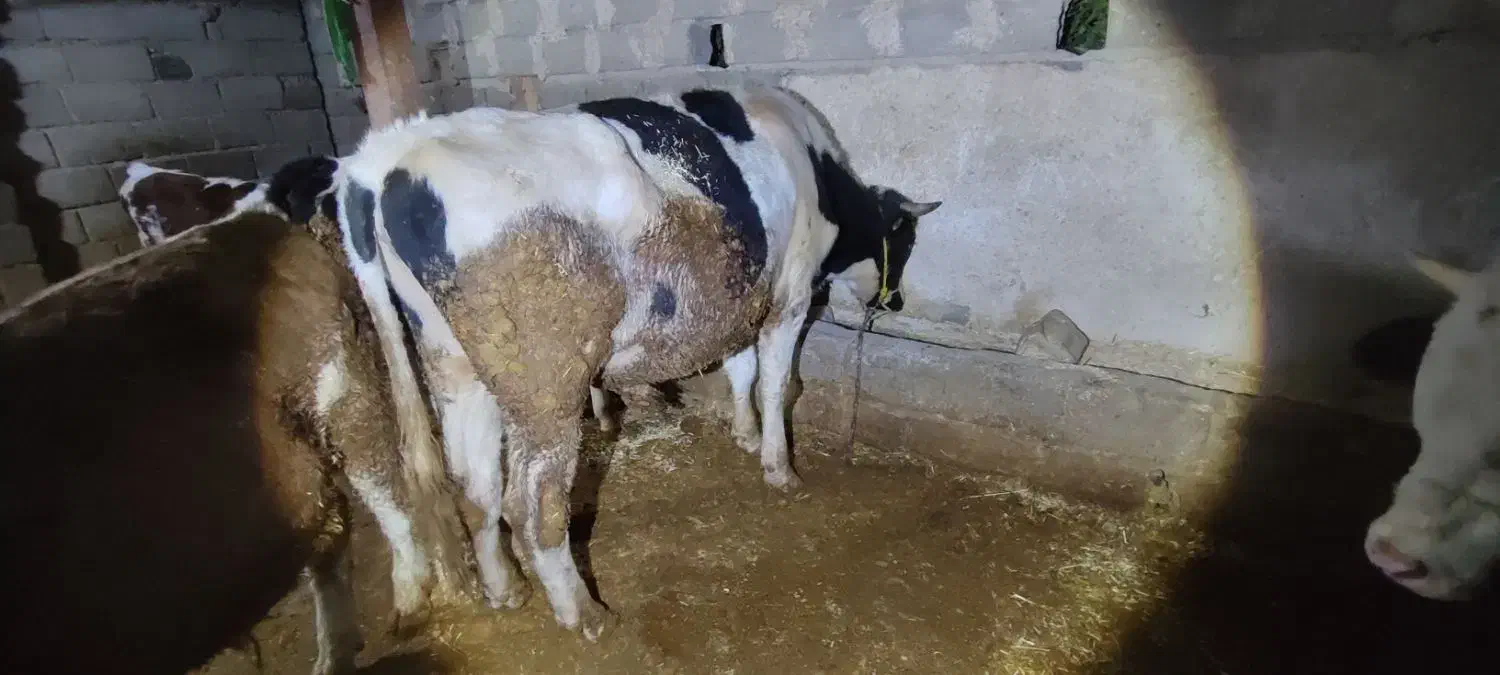 گوساله پای قصابی درجه یک توافقی|حیوانات مزرعه|تهران, جمهوری|دیوار