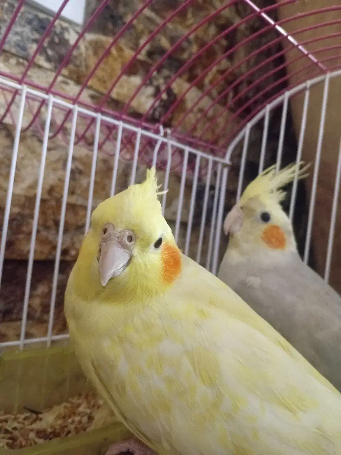 پرنده عروس هلندی|پرنده|کرج, حیدرآباد|دیوار