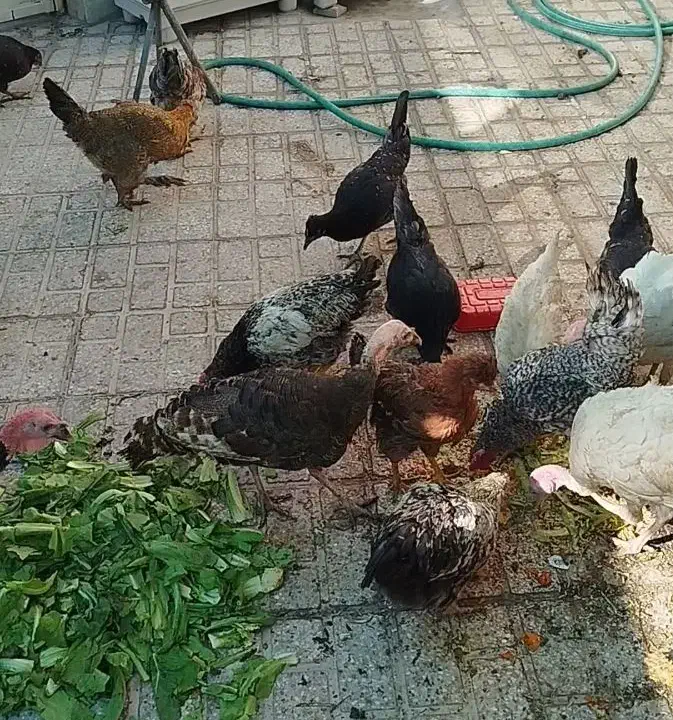 فروش مرغ،خروس،بوقلمون|حیوانات مزرعه|فسا, |دیوار