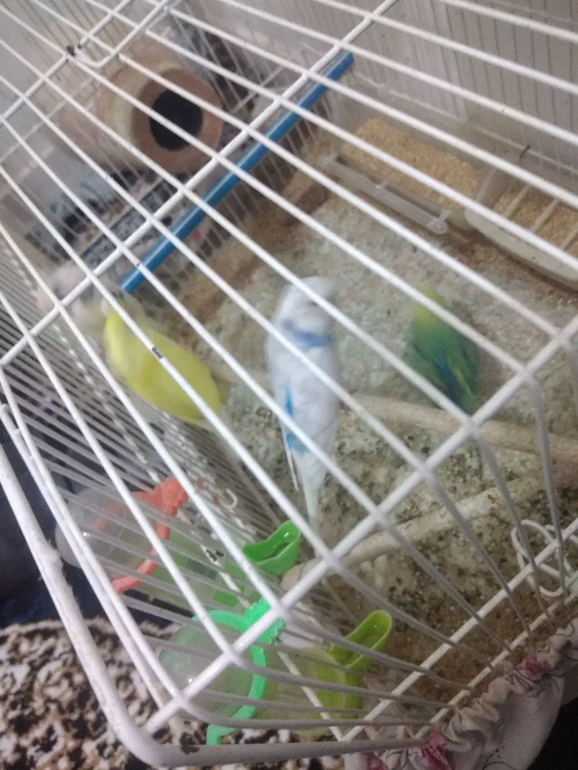 مرغ عشق|پرنده|گرگان, |دیوار