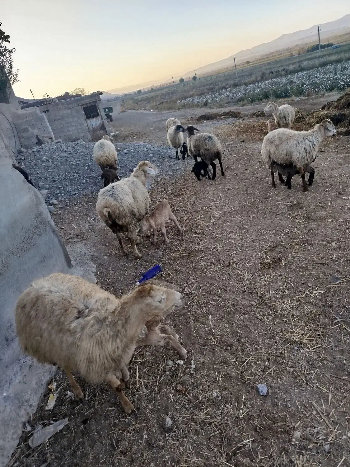 گوسفند|حیوانات مزرعه|اصلاندوز, |دیوار