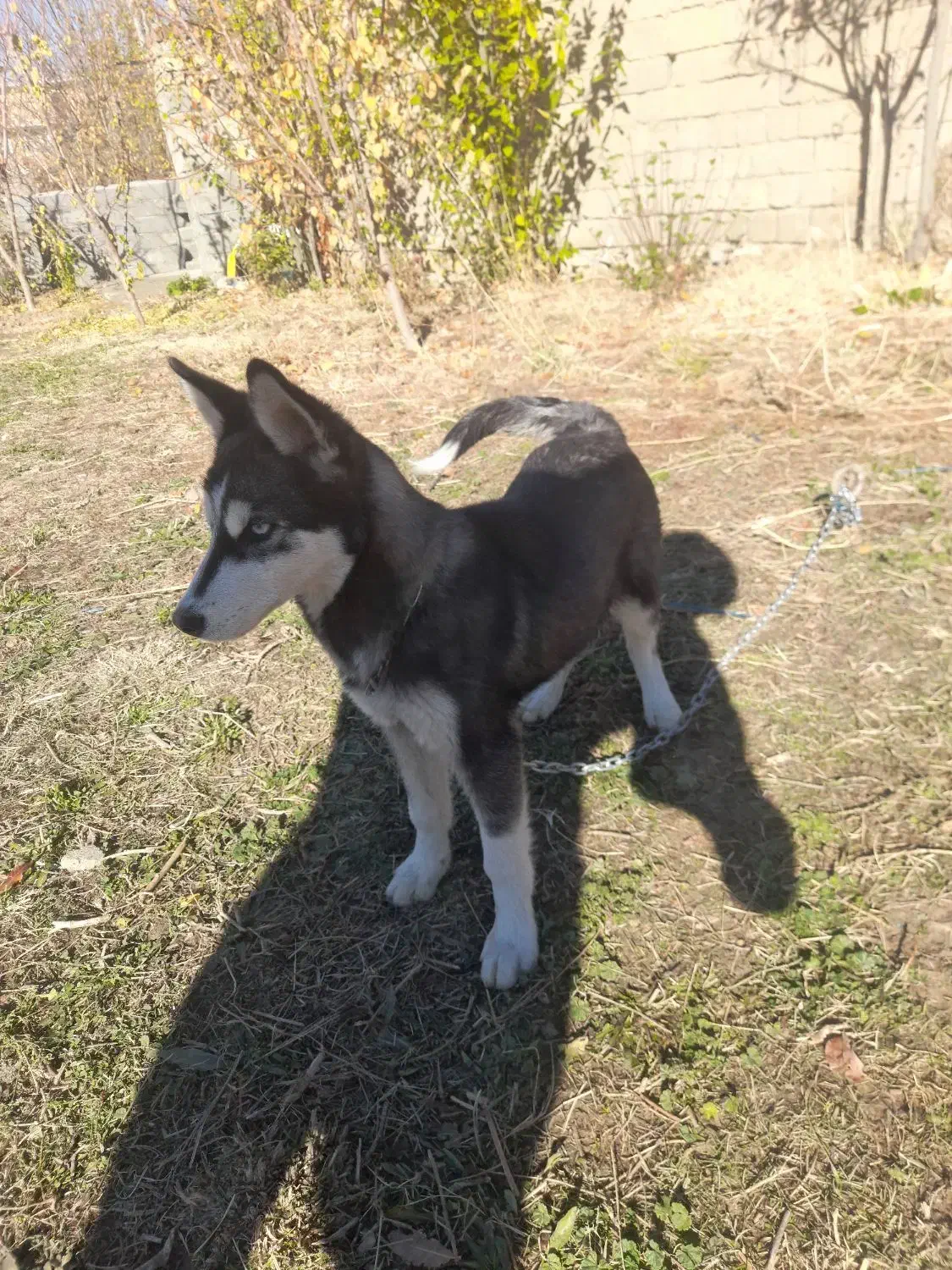 توله سگ هاسکی|سگ|سیلوانه, |دیوار