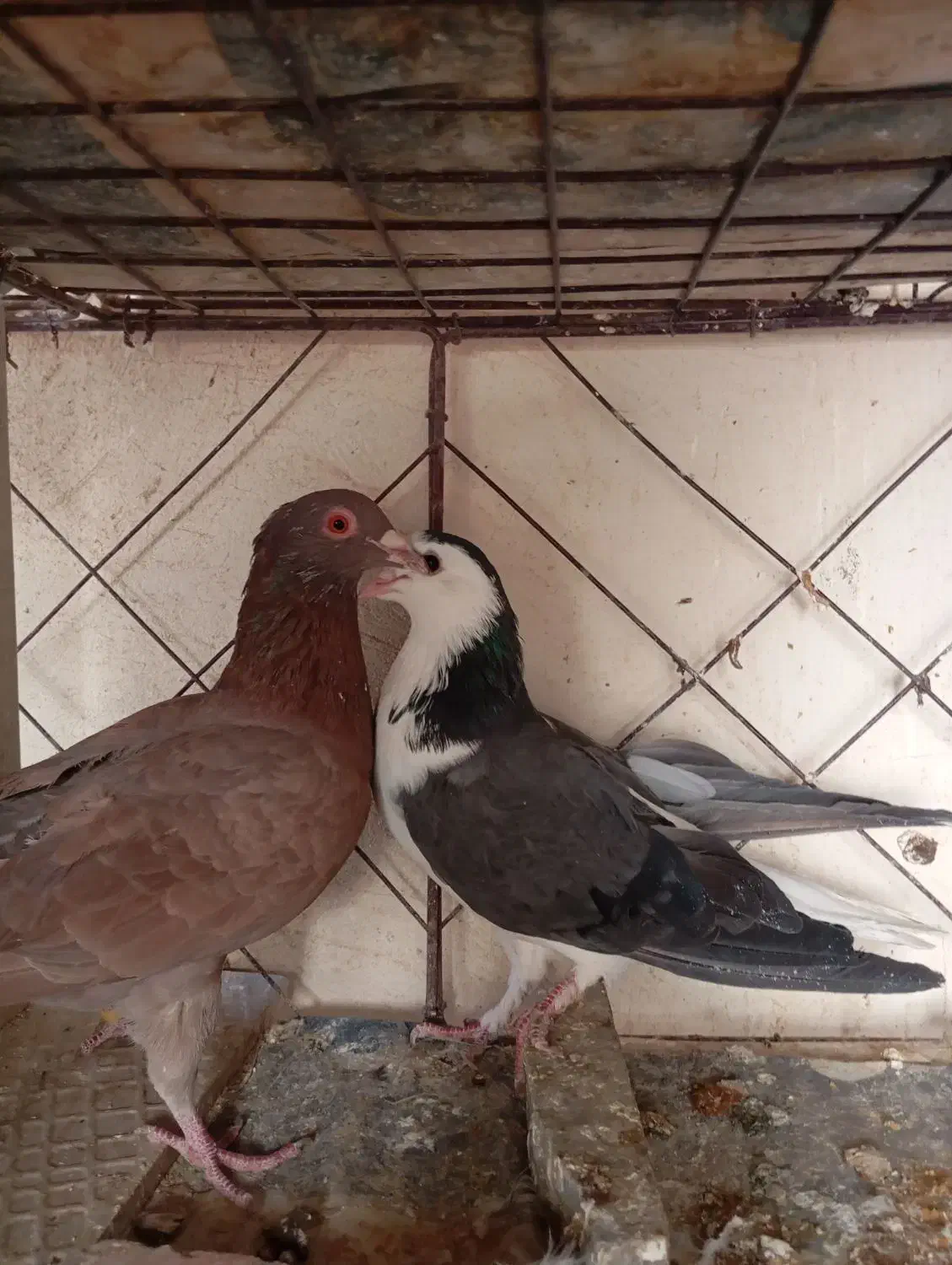 دمگیر پلاکی دولت اباد|پرنده|برخوار, |دیوار