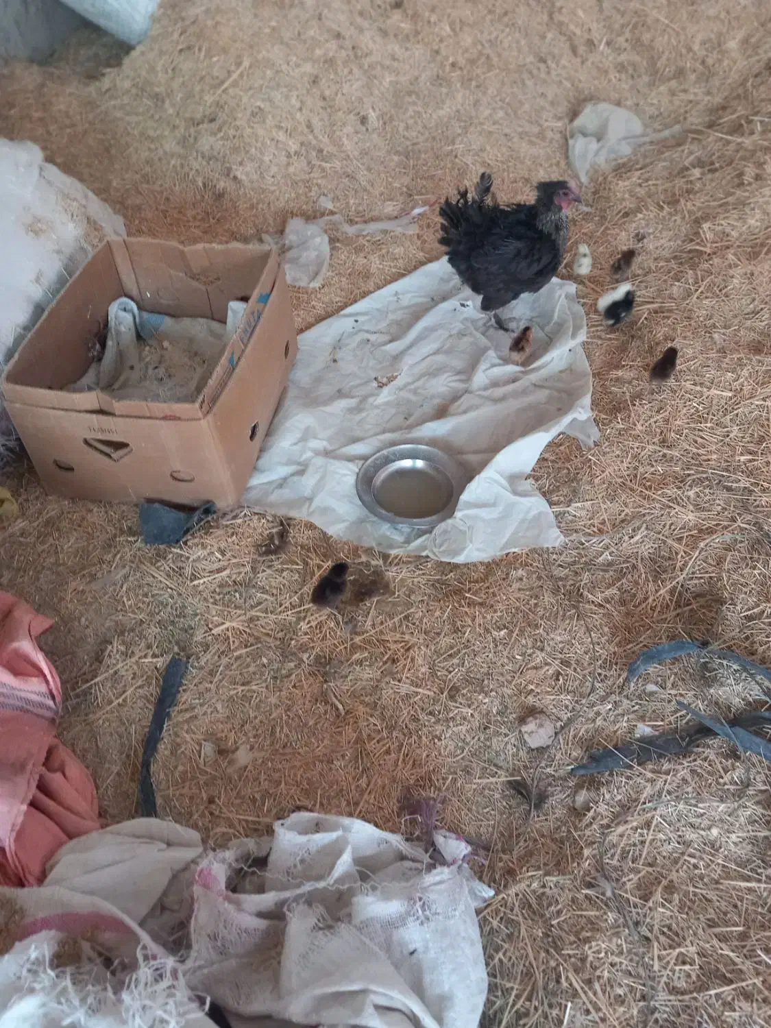 فروش مرغ وجوجه|حیوانات مزرعه|لیکک, |دیوار