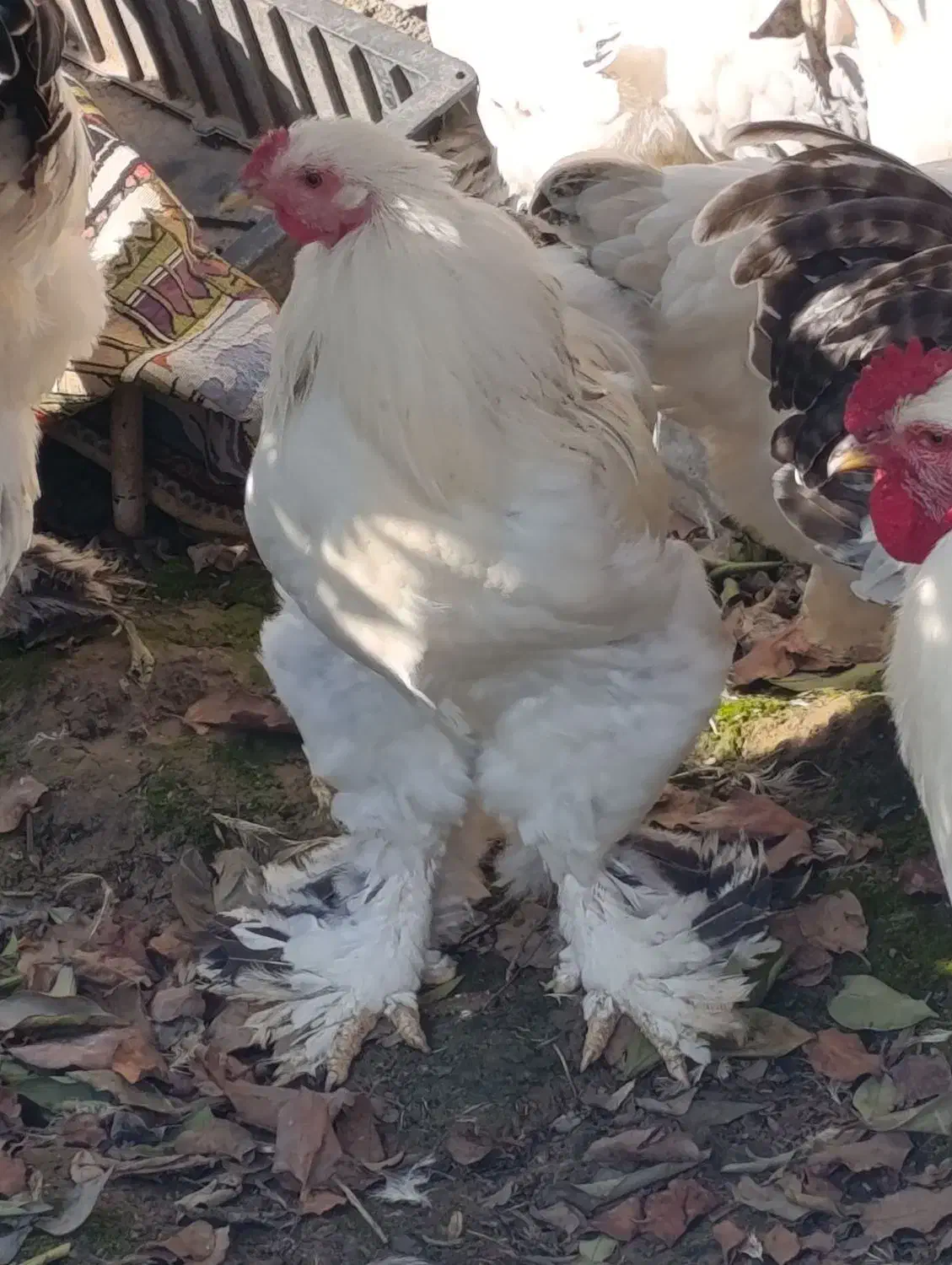 برهما|حیوانات مزرعه|سیمین شهر, |دیوار