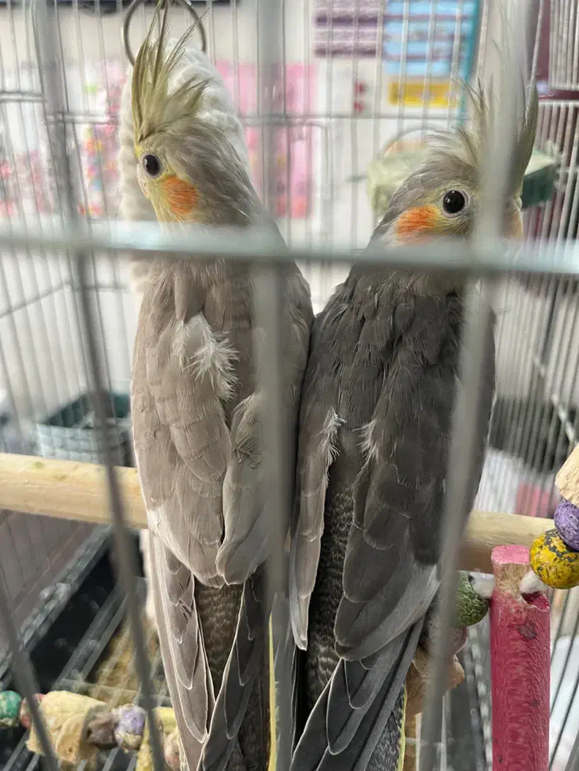 عروس هلندی ۵ ماهه|پرنده|نظرآباد, نظرآباد|دیوار