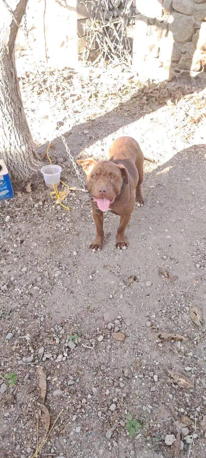 واگذاری|سگ|مشگین شهر, |دیوار