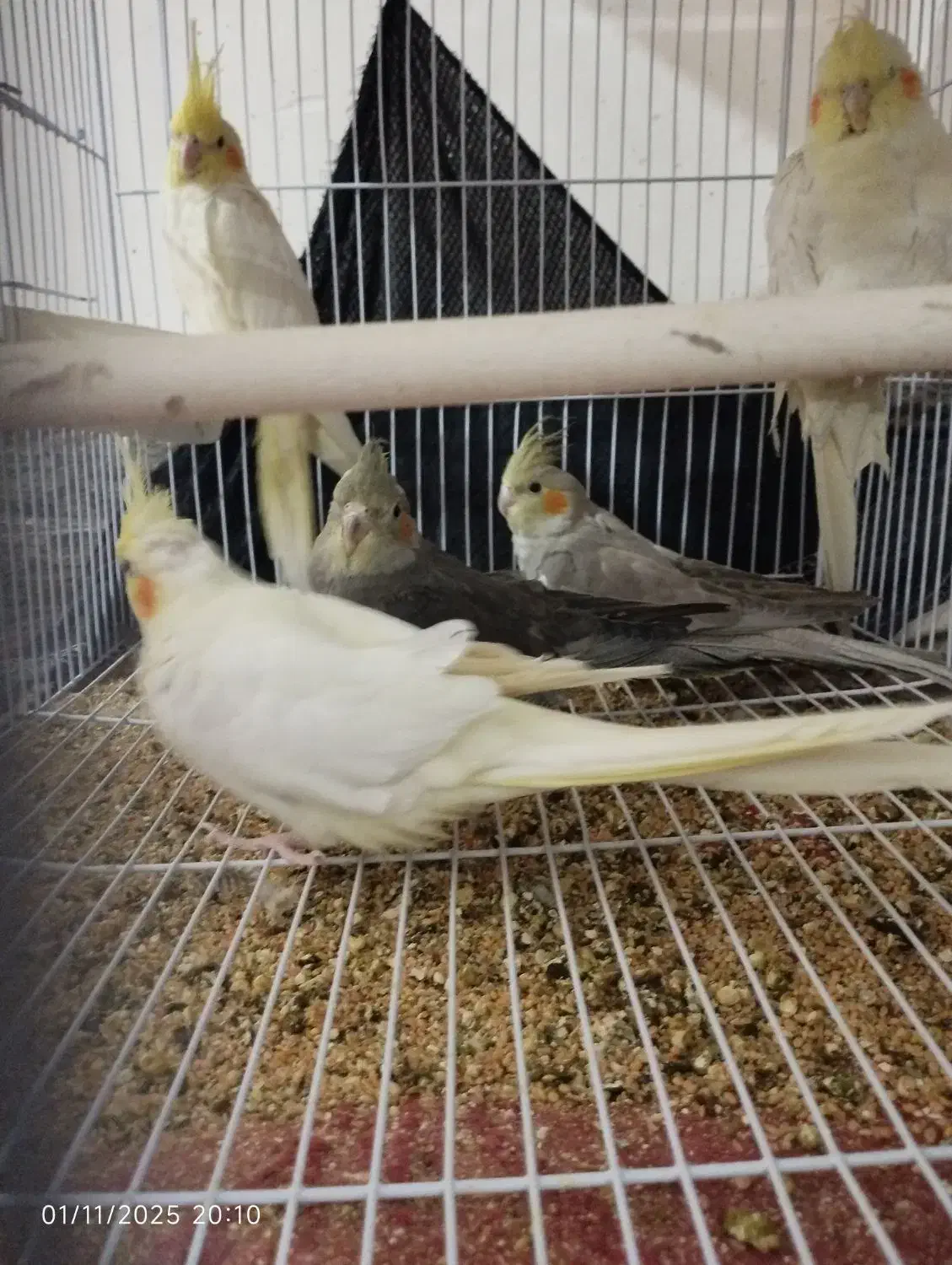 عروس هلندی لوتینو و خاکستری و ابلق|پرنده|سلامی, |دیوار