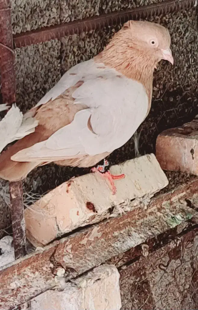 سرد|پرنده|شوشتر, |دیوار