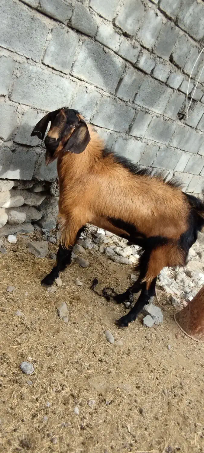 نری مخصوص داشت رودان|حیوانات مزرعه|رودان, |دیوار