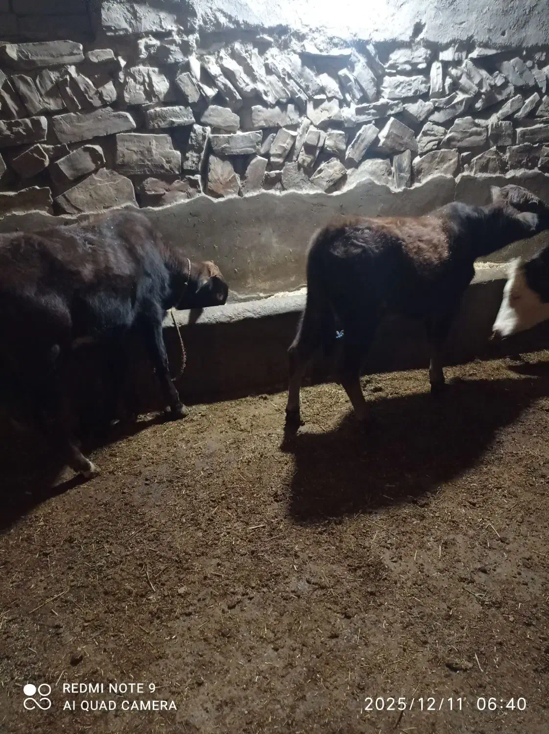 فروش پورتس گوساله|حیوانات مزرعه|سیمینه, |دیوار