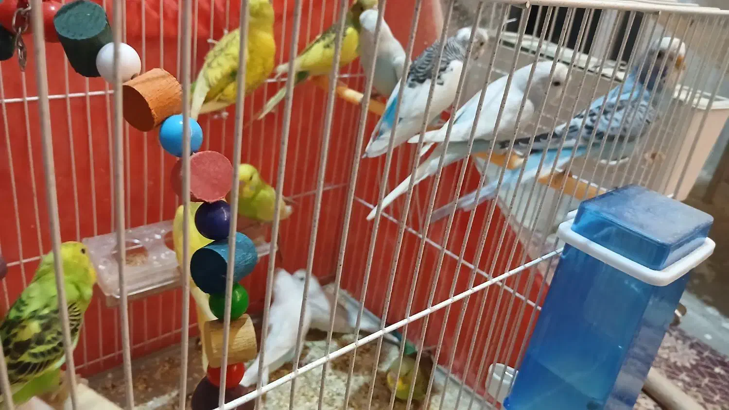 مرغ عشق فنچ قناری پرنده|پرنده|خواف, |دیوار