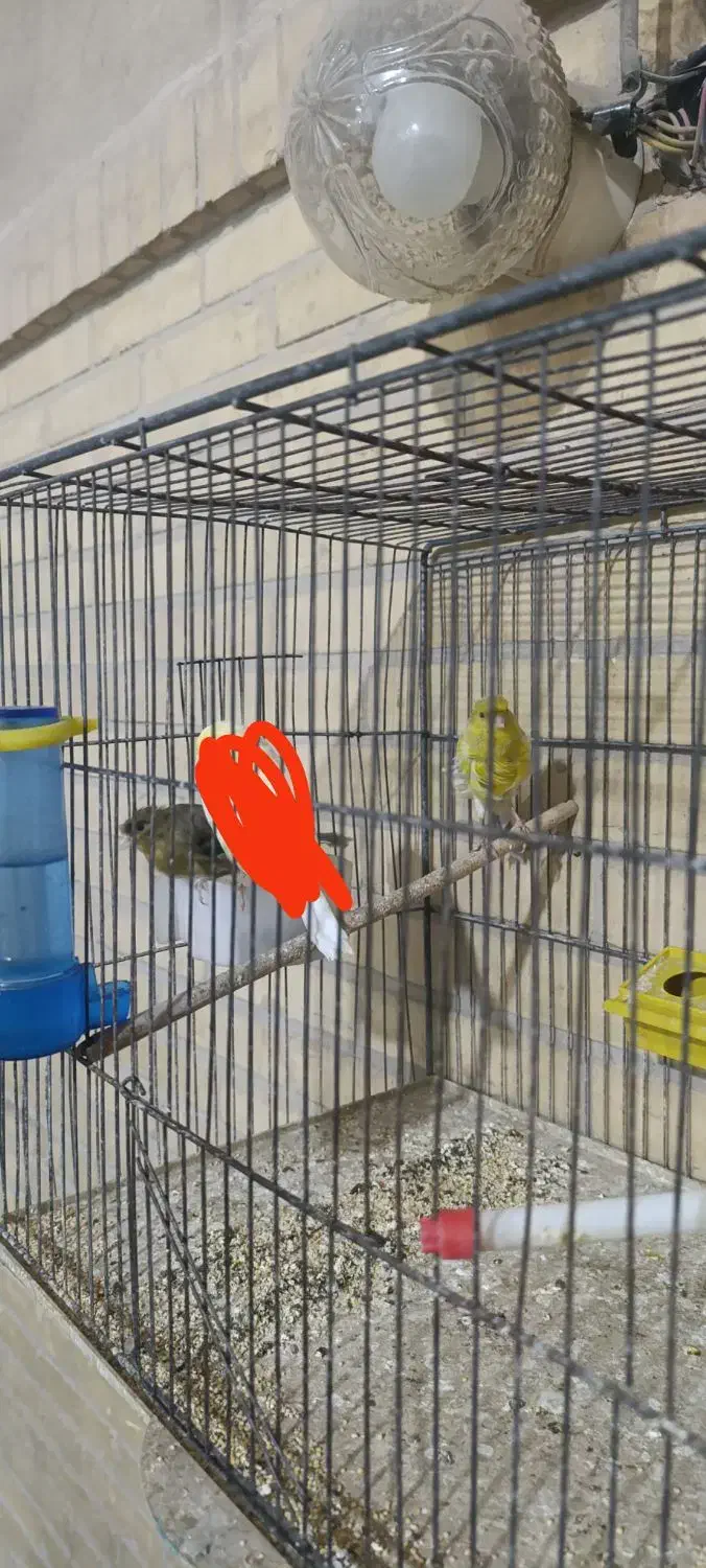 قناری|پرنده|یزد, |دیوار