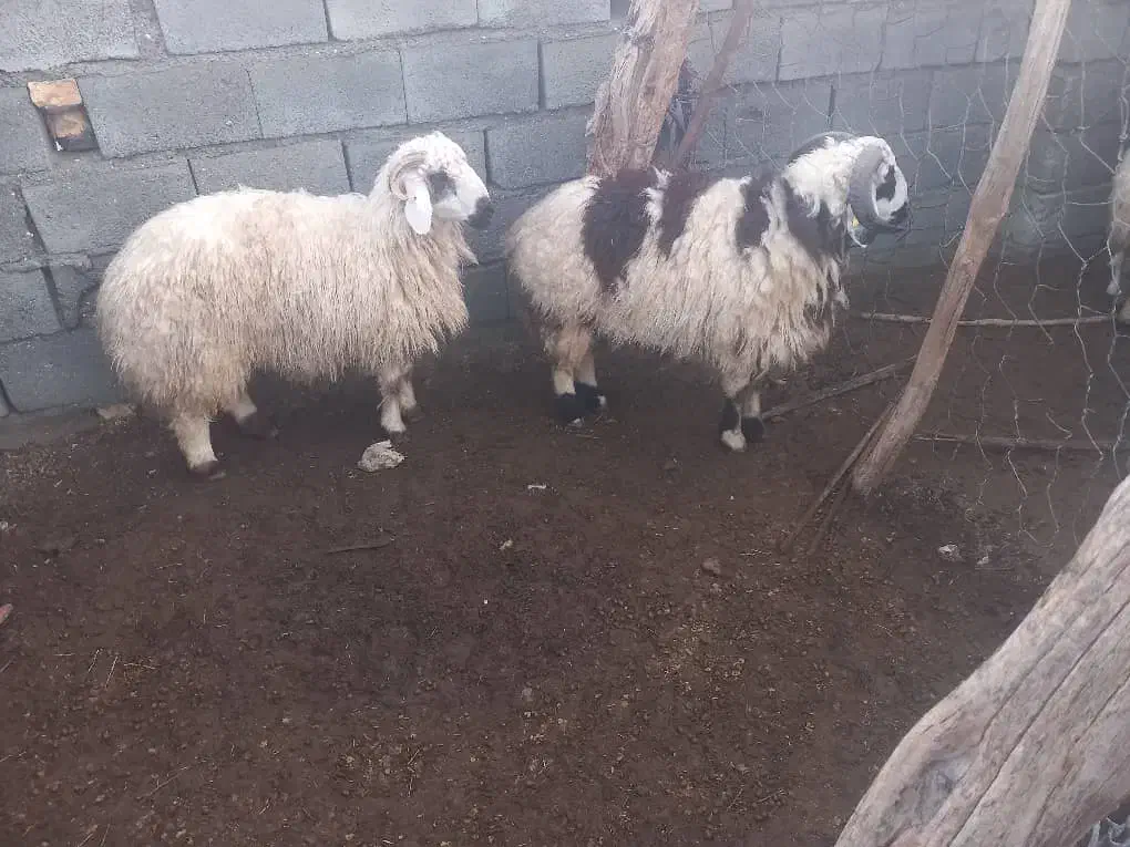 بره|حیوانات مزرعه|حور, |دیوار