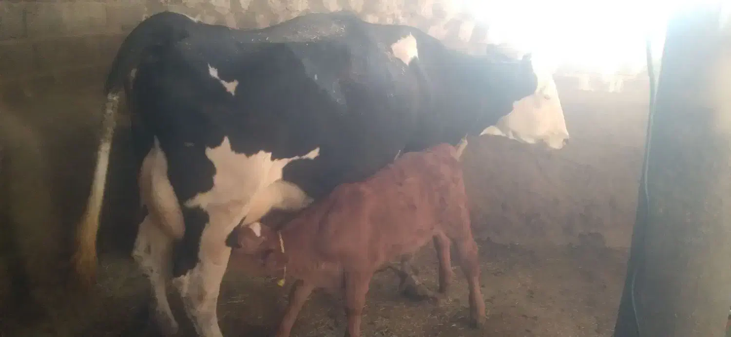 گاو شیری|حیوانات مزرعه|دیواندره, |دیوار