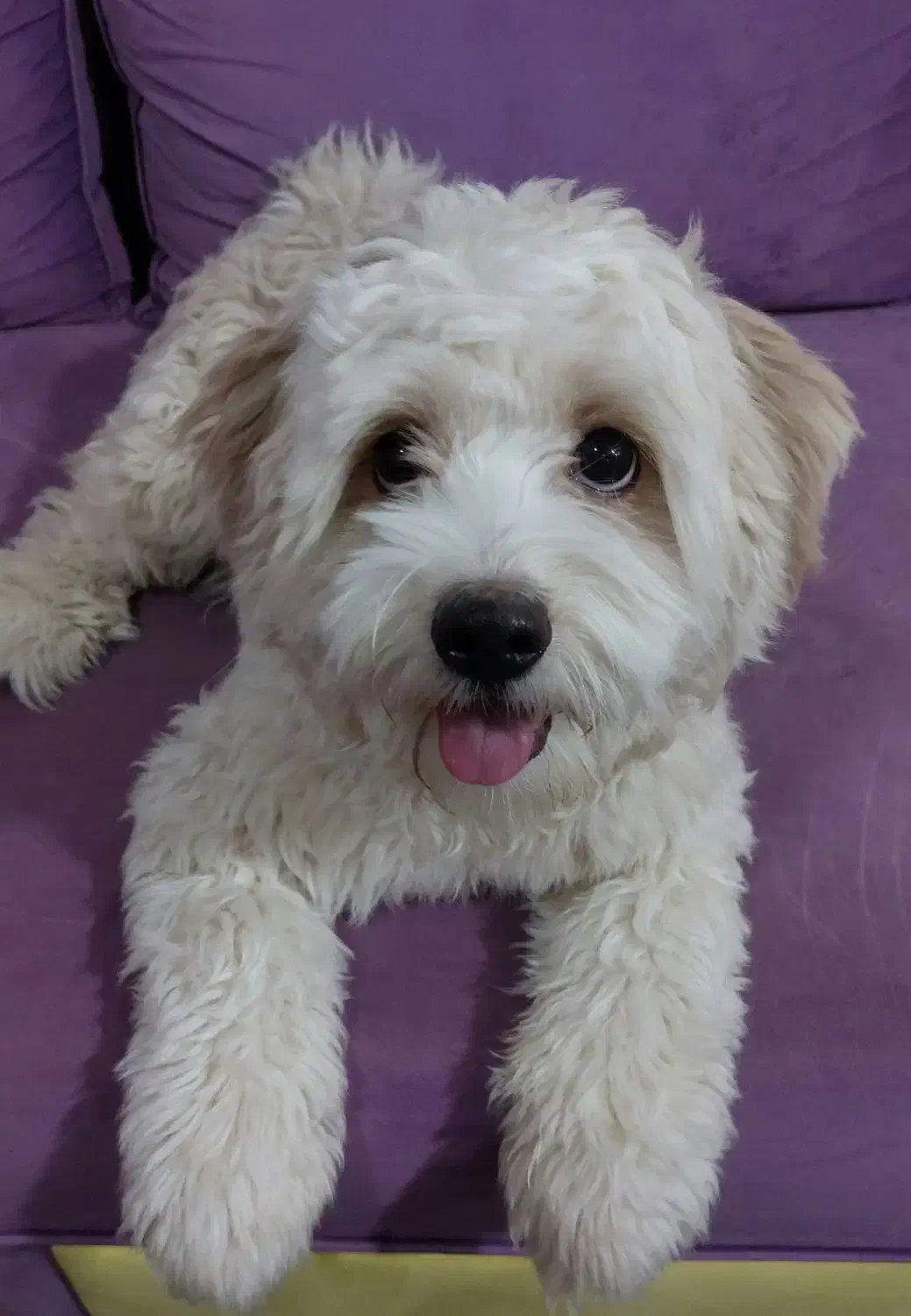 واگذاری سگ|سگ|پردیس, فاز ۲|دیوار