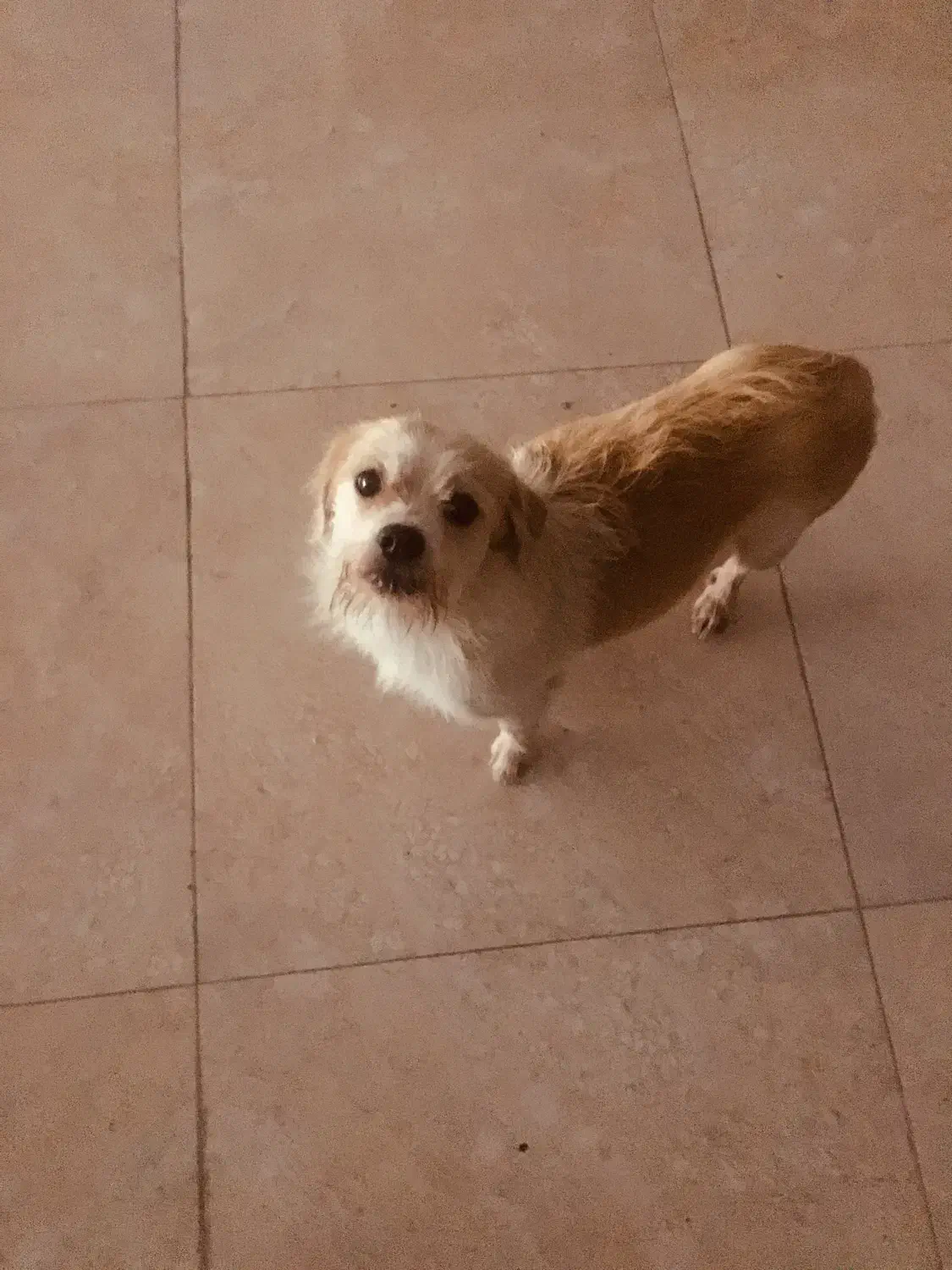 این سگ پیدا شده|حیوانات|رامسر, |دیوار