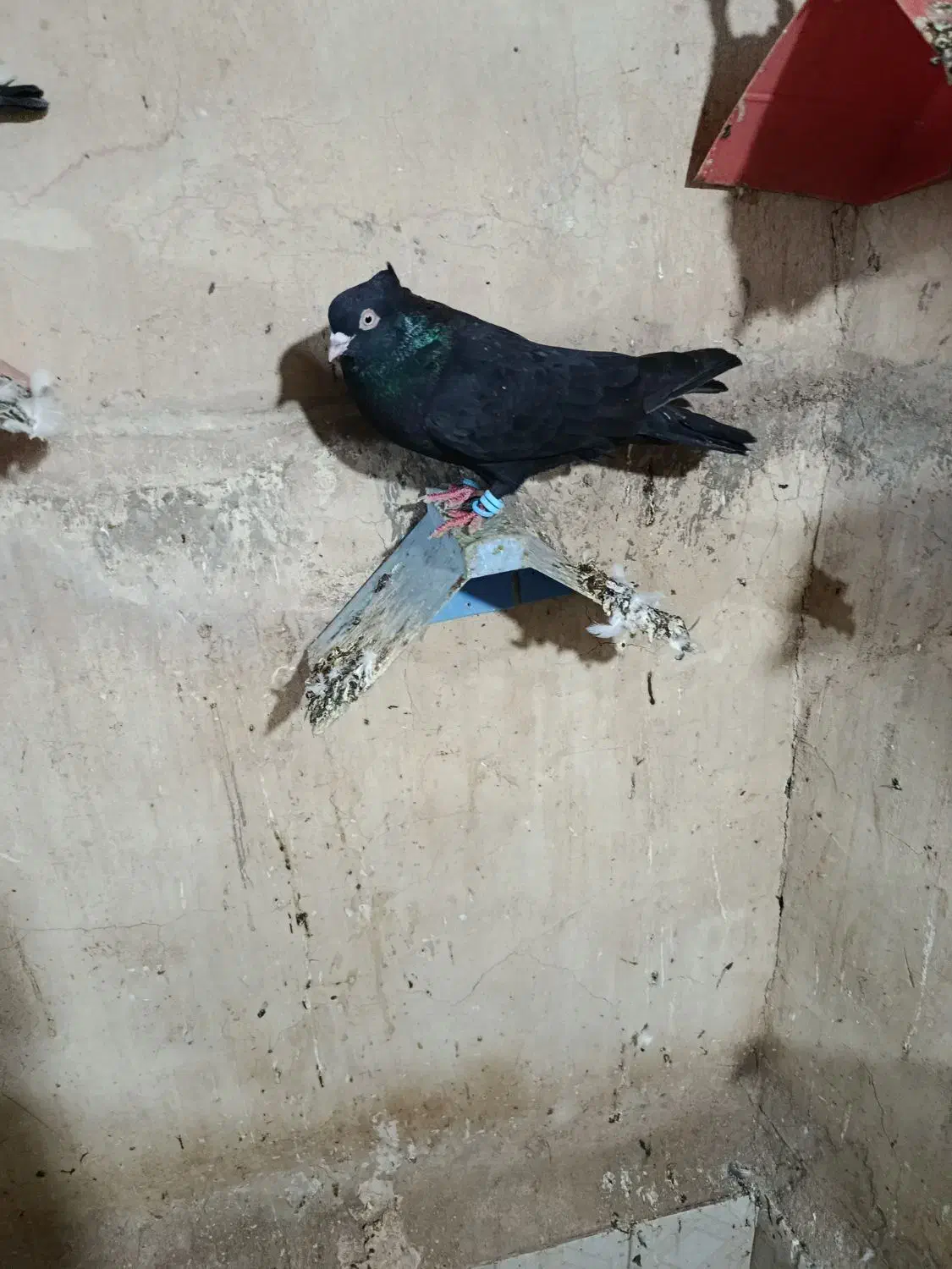 کبوتر رنگی|پرنده|کارون, |دیوار