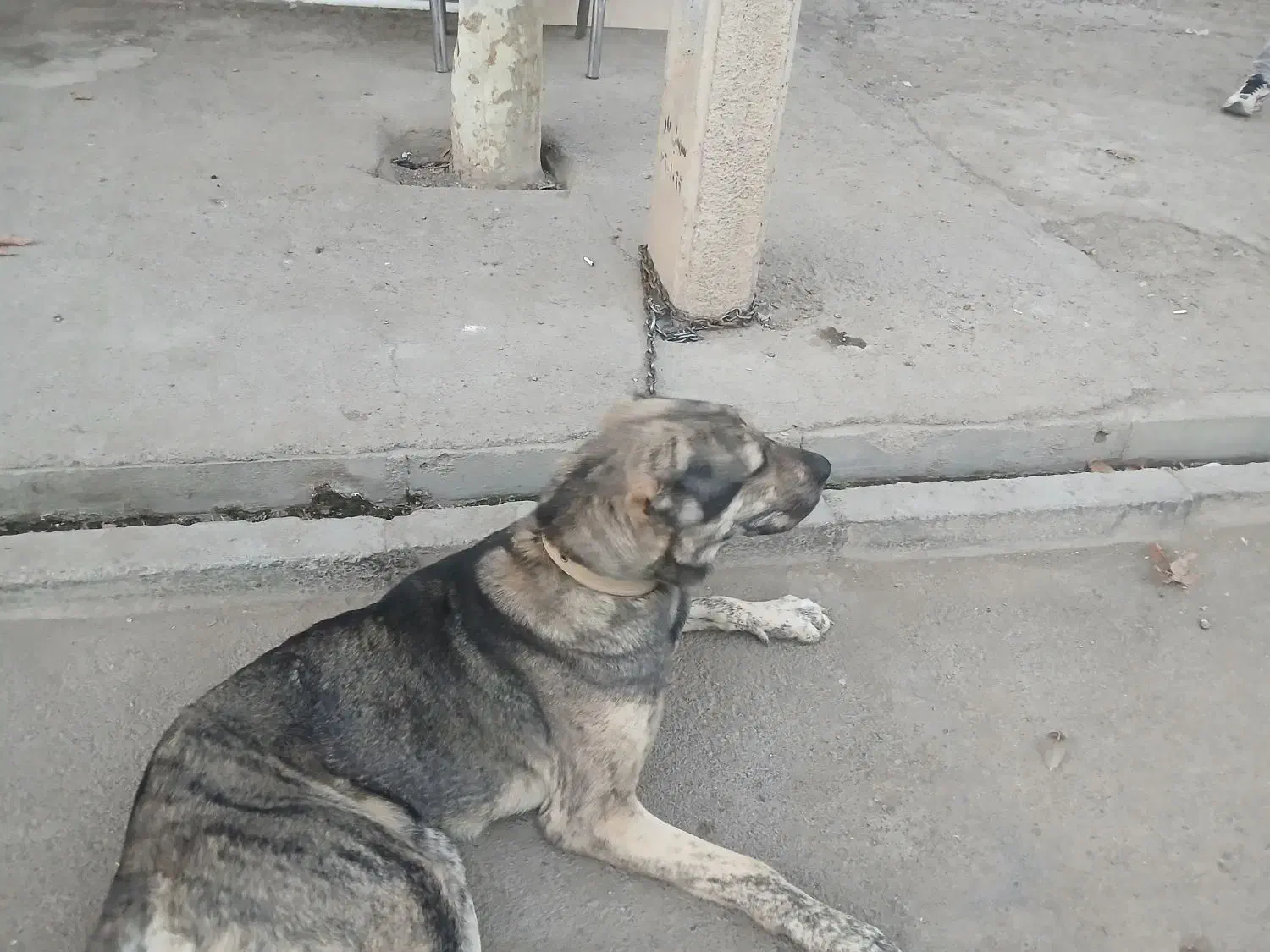 واگذاری سگ|سگ|مشهد, نوید|دیوار