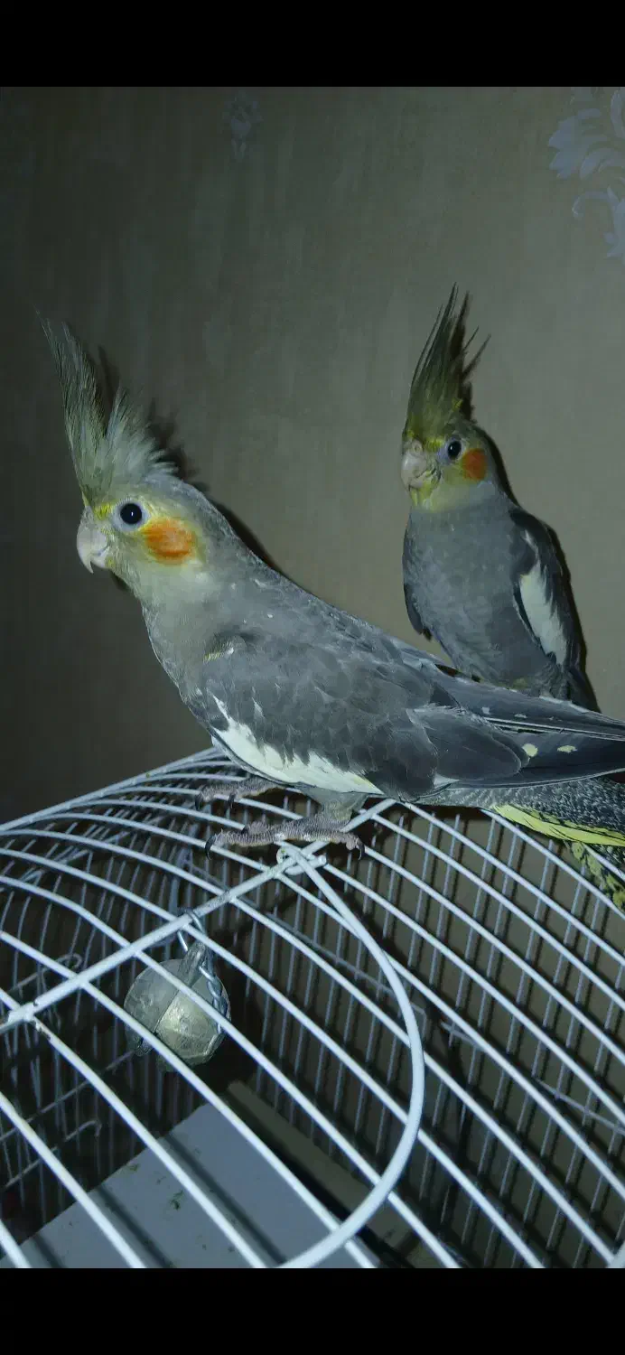 با سلام عروس هلندی دستی نر و ماده|پرنده|کازرون, |دیوار