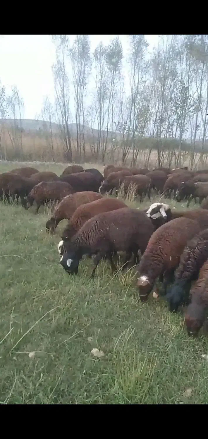 گوسفند|حیوانات مزرعه|تهران, آشتیانی|دیوار